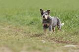 BOUVIER AUSTRALIEN 207